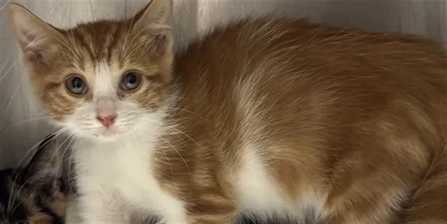Adoptable Cat