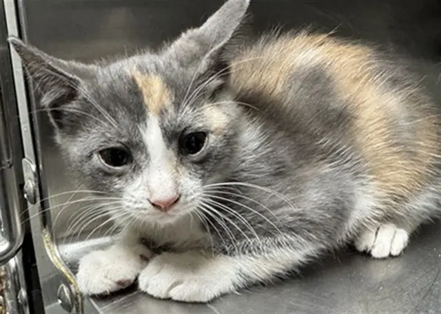 Adoptable Cat