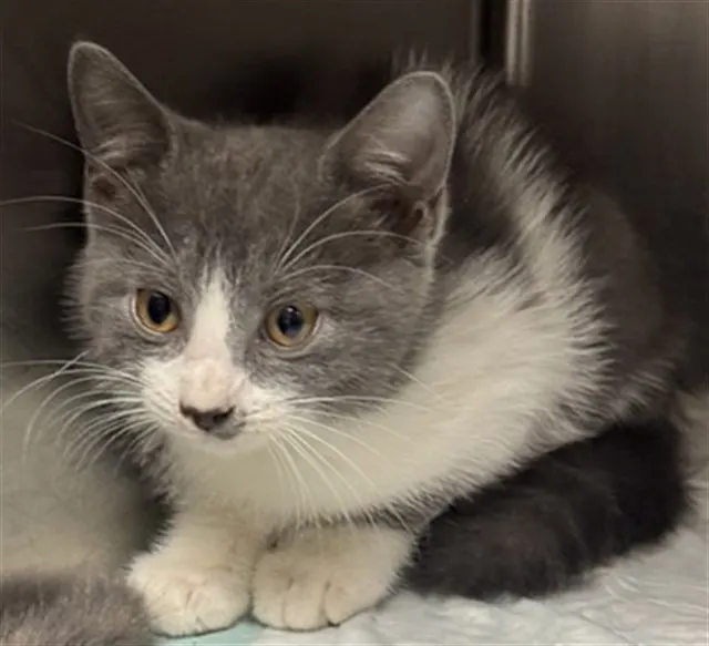 Adoptable Cat