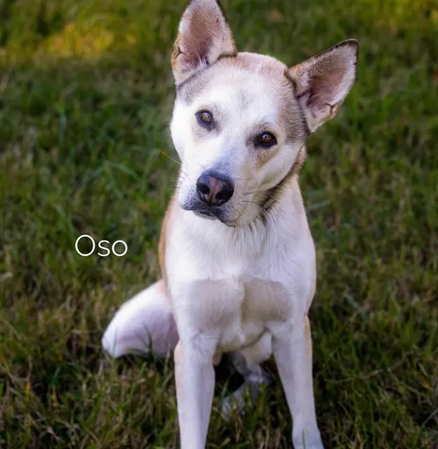 Oso