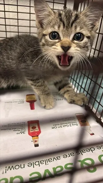 Adoptable Cat