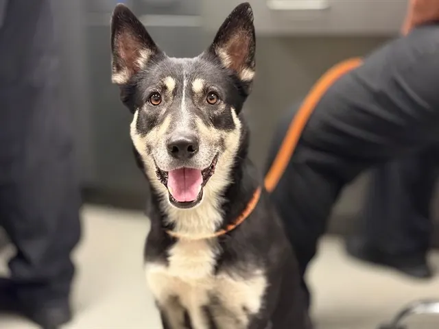 Balto