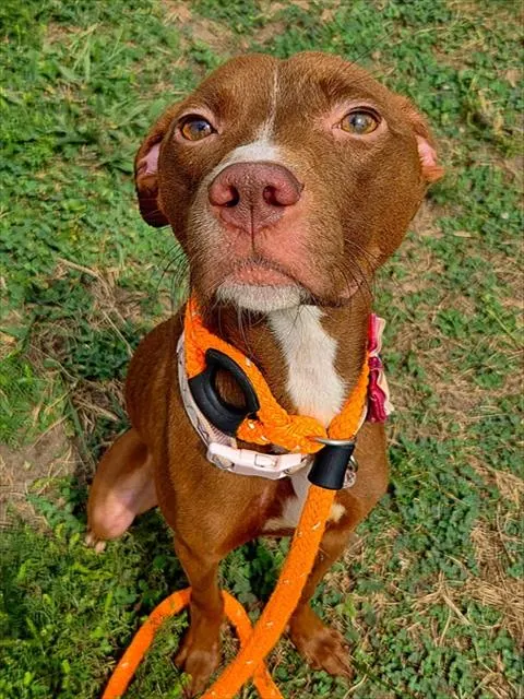 Hazel