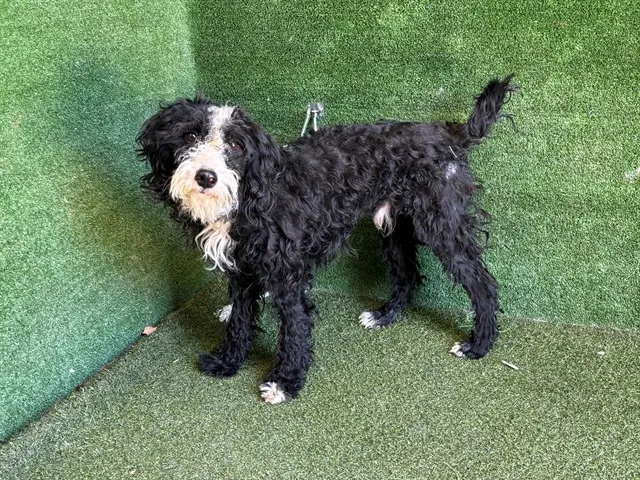Adoptable Dog