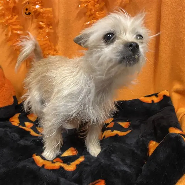 Adoptable Dog