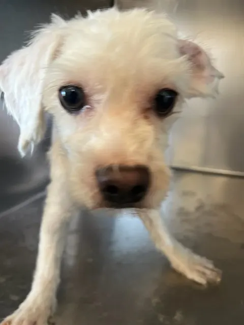 Qtip