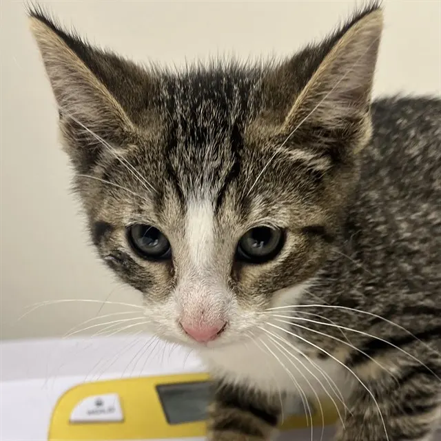 Adoptable Cat