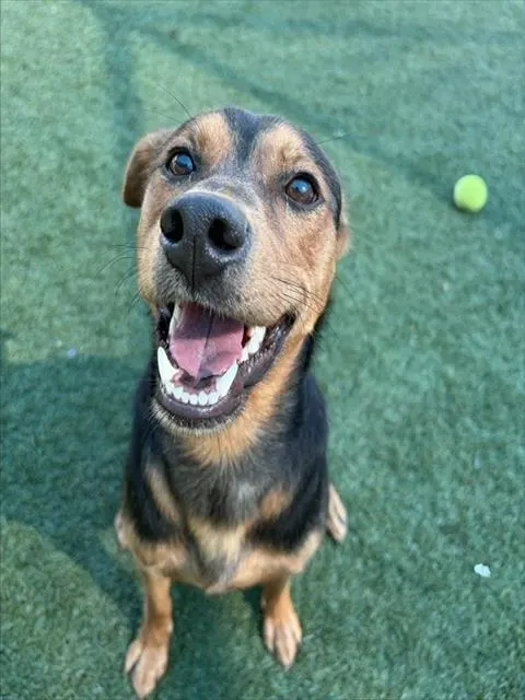 Roscoe
