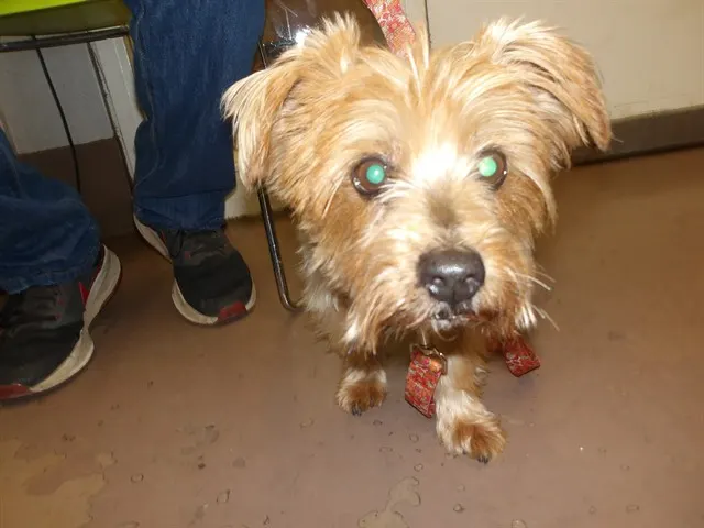 Adoptable Dog
