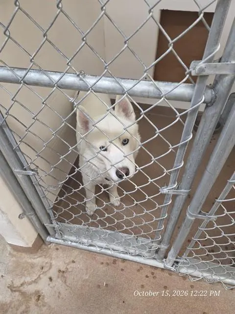 Adoptable Dog
