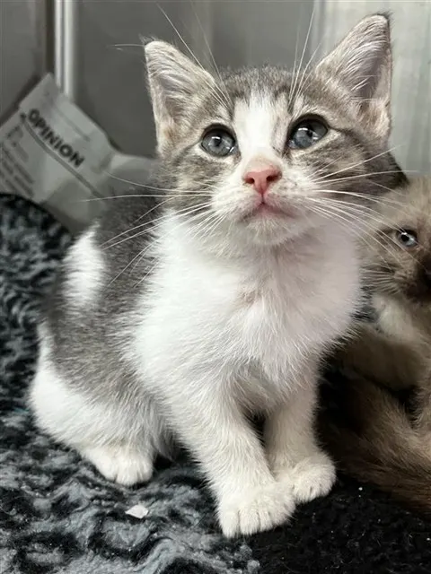Kora