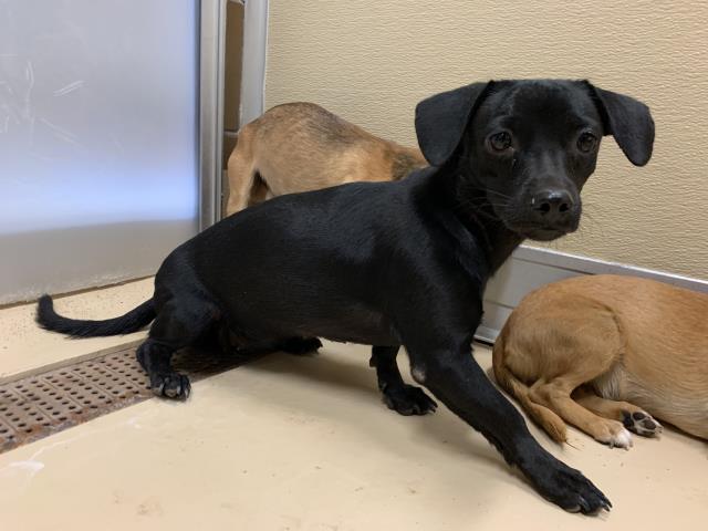Adoptable Dog
