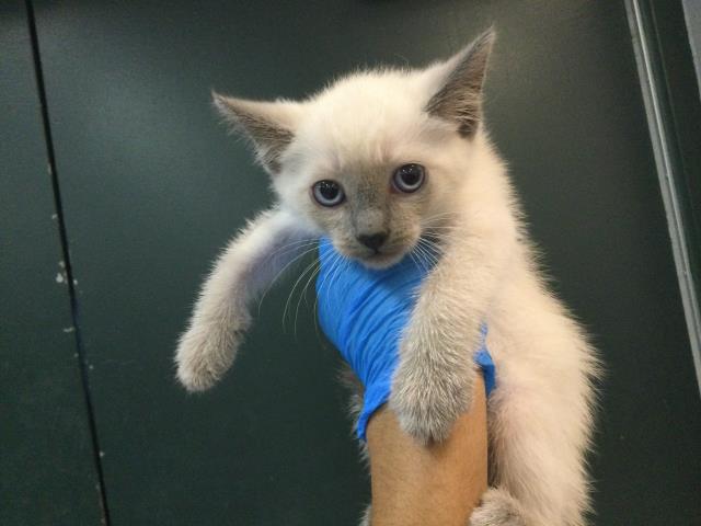 Adoptable Cat