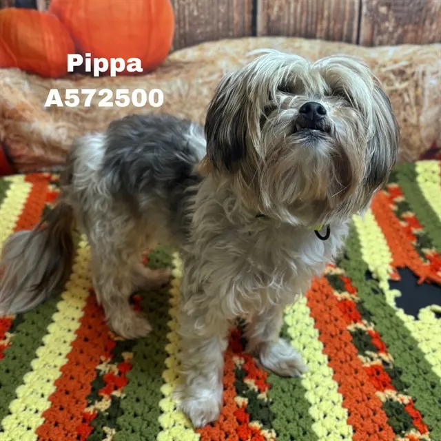 Pippa