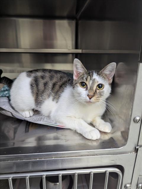 Adoptable Cat