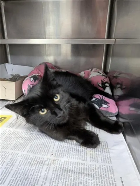 Adoptable Cat