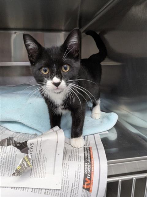 Adoptable Cat