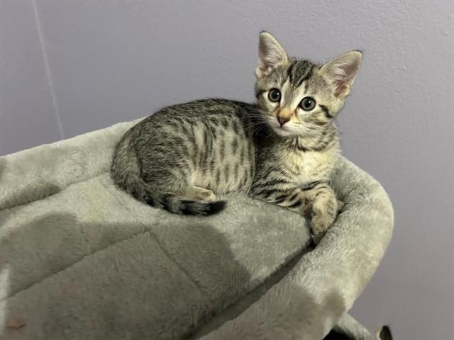 Darla