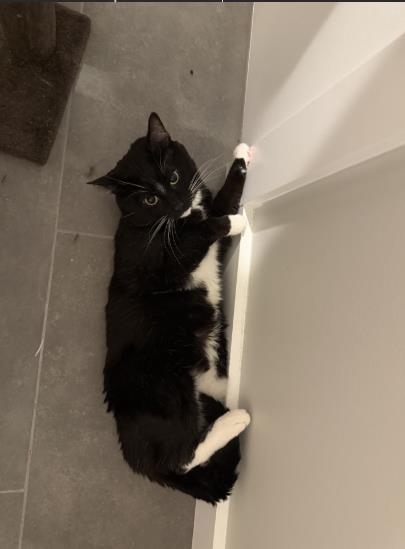 Oreo