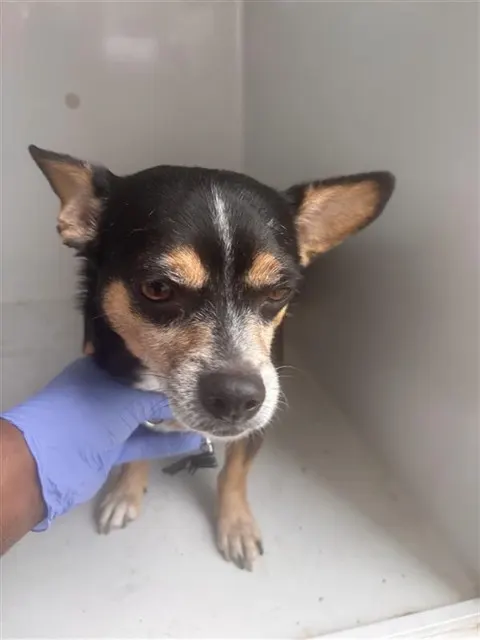 Buddy