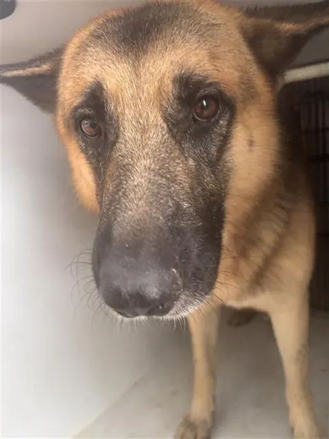 Adoptable Dog