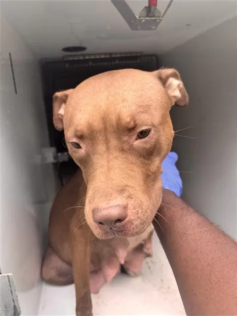 Adoptable Dog