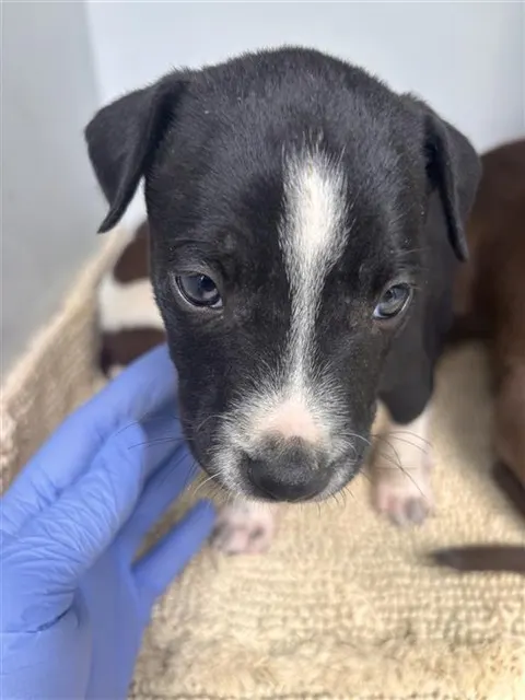 Adoptable Dog