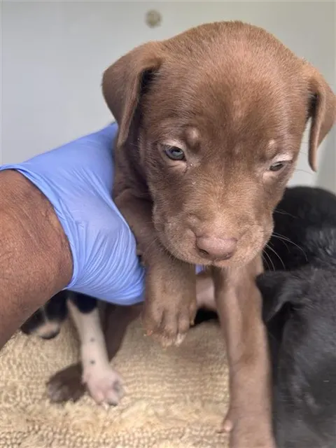 Adoptable Dog