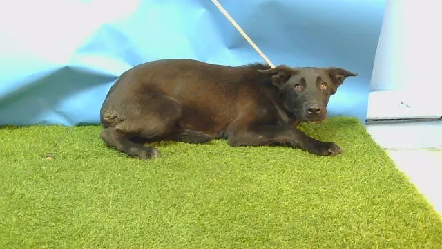 Adoptable Dog
