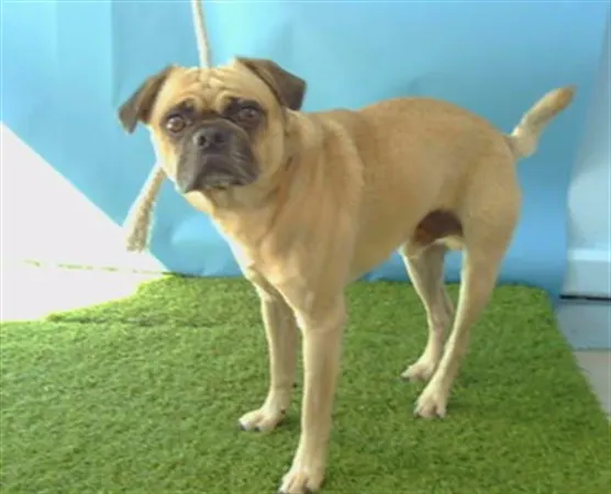 Adoptable Dog