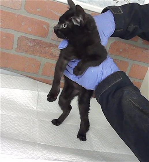 Adoptable Cat