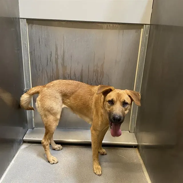 Adoptable Dog