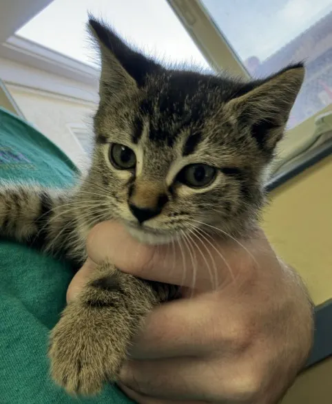 Adoptable Cat