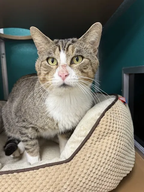 Pete