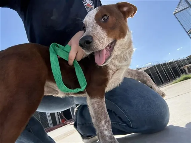 Scout