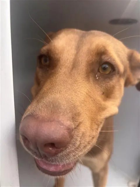 Adoptable Dog