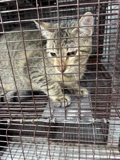 Adoptable Cat