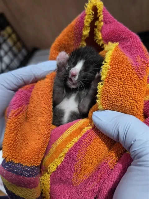 Adoptable Cat