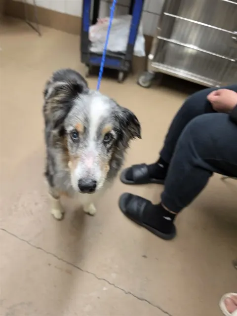 Adoptable Dog