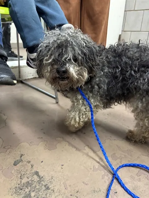 Adoptable Dog