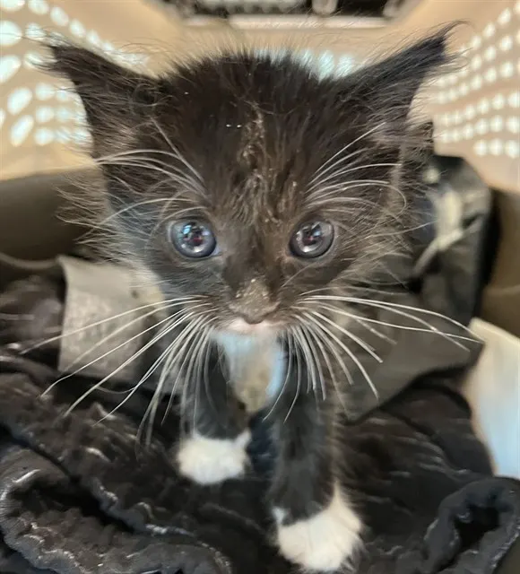 Domino