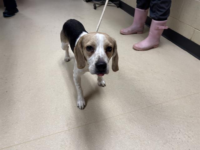 Adoptable Dog