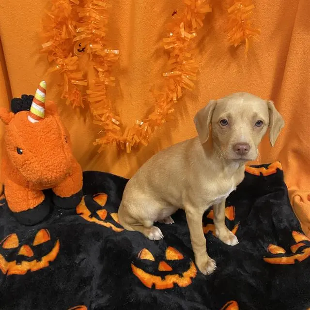 Adoptable Dog