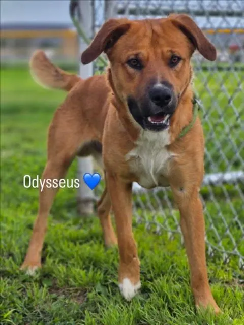 Odysseus