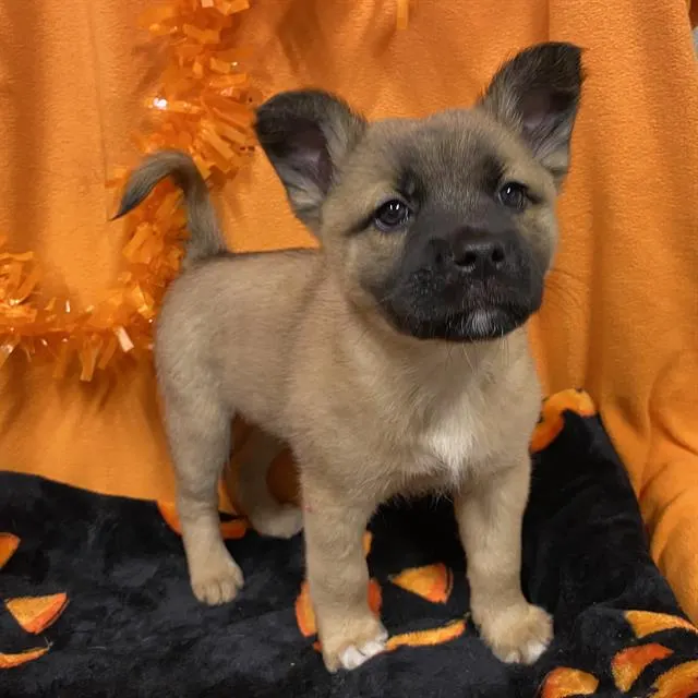 Adoptable Dog