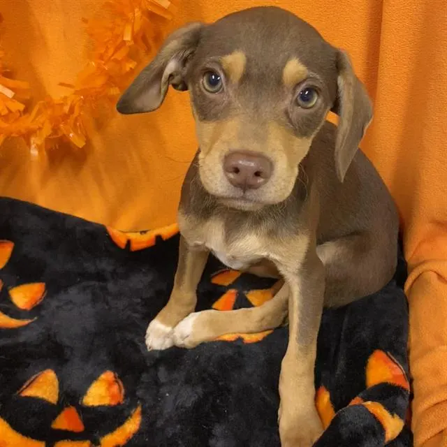 Adoptable Dog