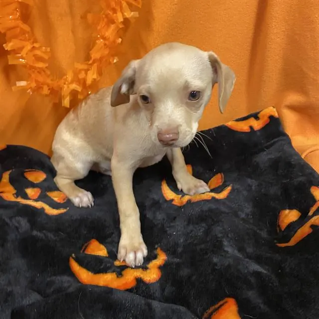 Adoptable Dog