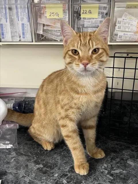 Adoptable Cat