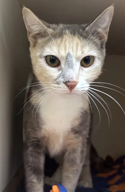 Reina
