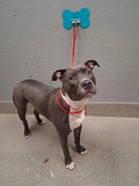 Kona